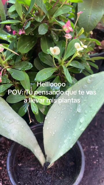 @Maria succulents 🕊️🐚