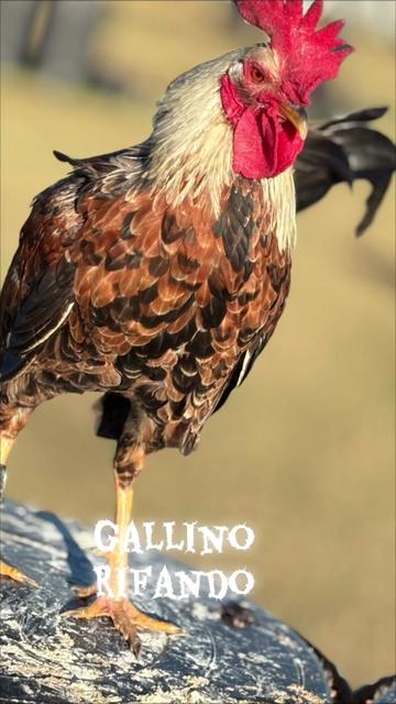 @TOTOKA GAMEFARM