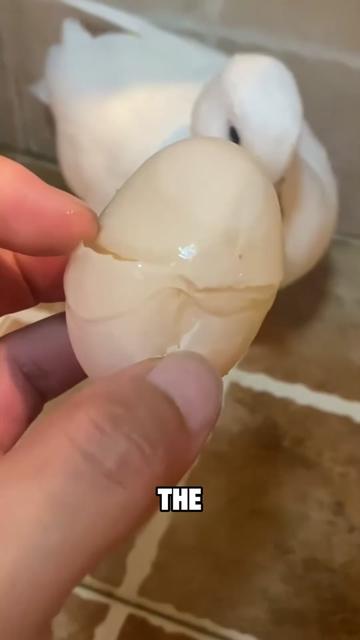 @ZoomieZoo