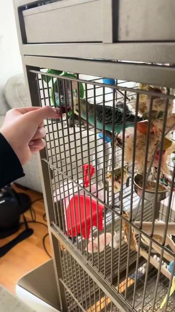 @The budgie trio