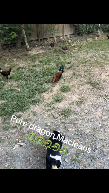 @Dragon game farm