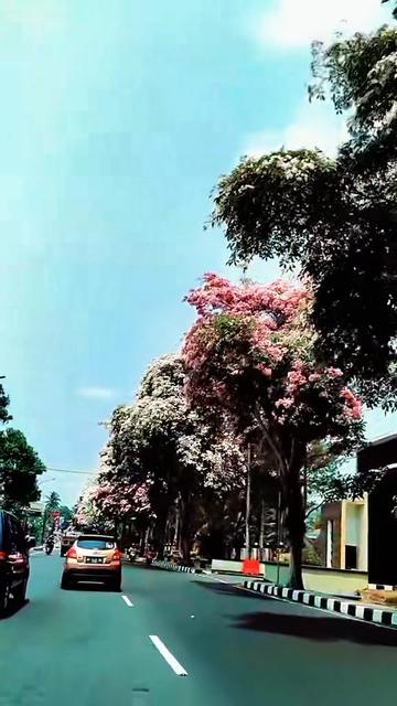 @mlampah2_57