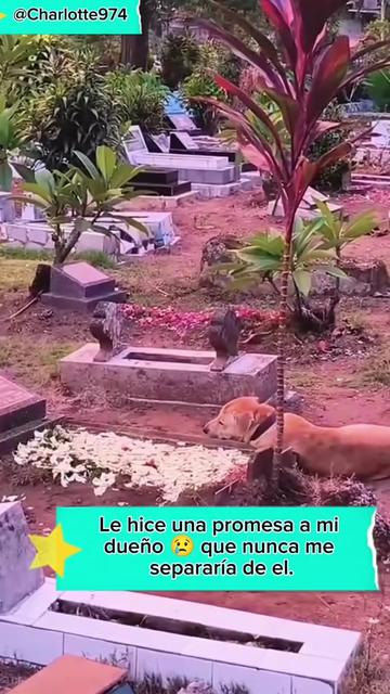 @Charlotte🐕🦺🐈🐕🦬🐐🐎🐄🐒