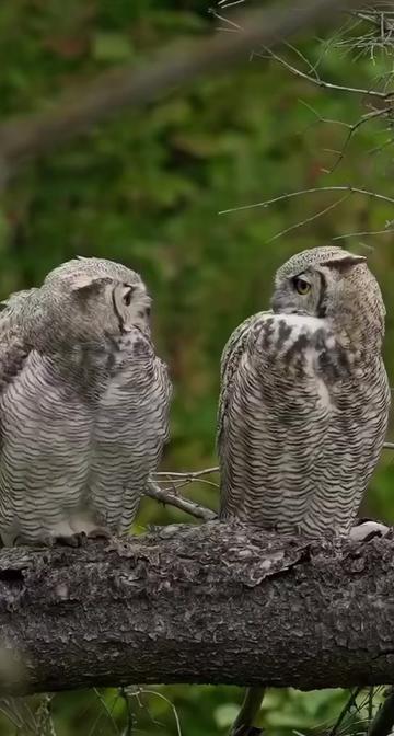 @animalsgonewildd