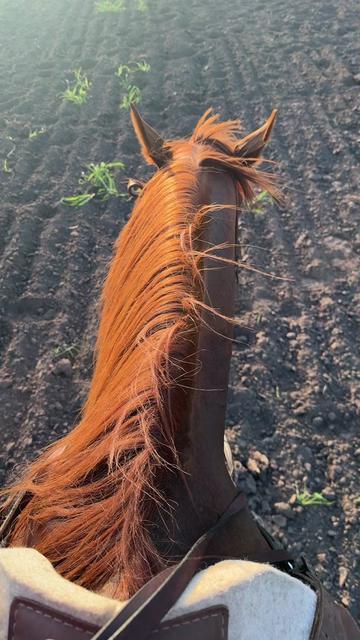 @Jayde 🐎