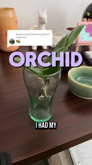 @que3nBeans_plants