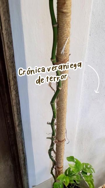 @Plantología🌿