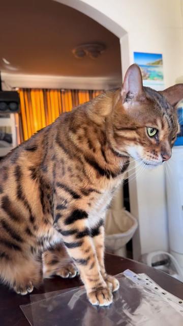 @TiggerthebrownBengal🇦🇺