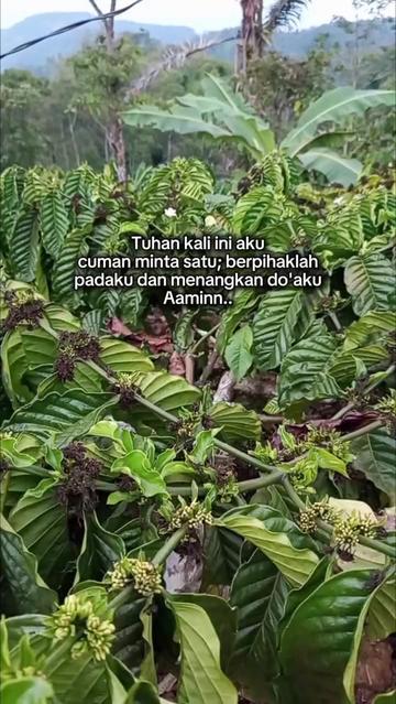 @PetaniMuda