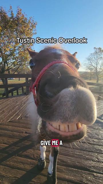 @minihorsemomandtrainer🐴🐴🐴🐴