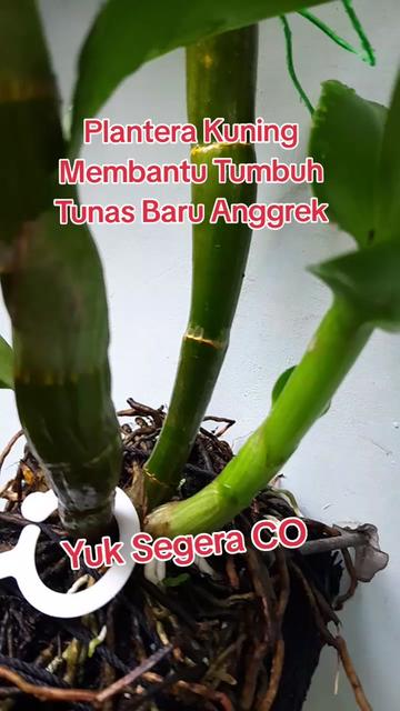 @Ambar healthy herbapedia