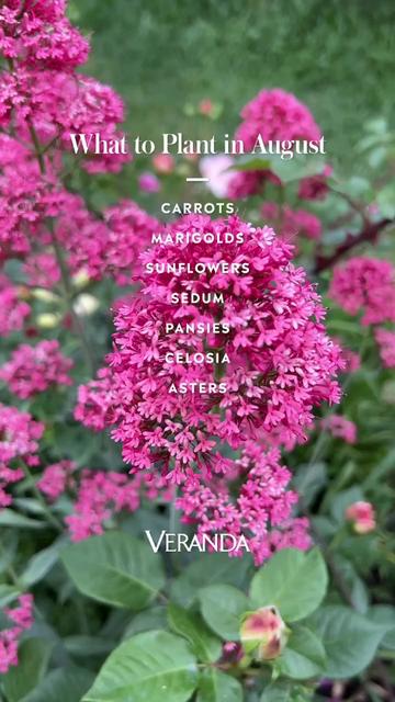 @VERANDA