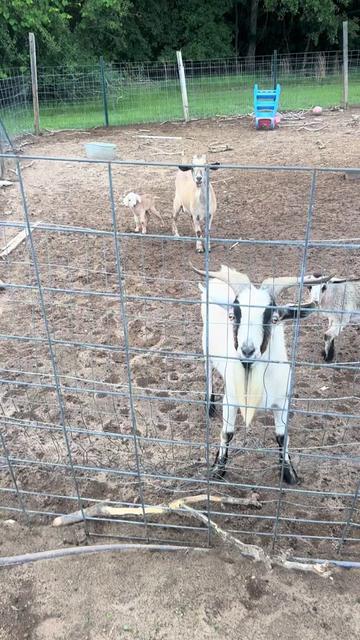 @Our Family Farm