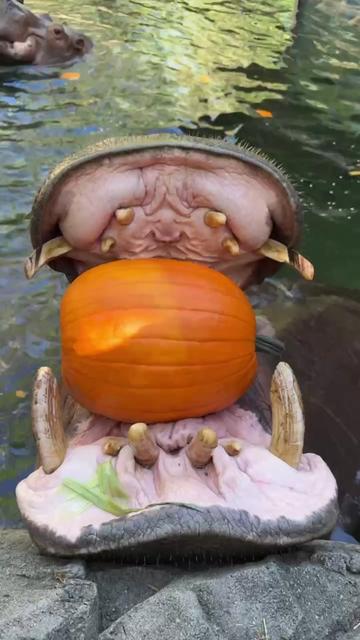 @Cincinnati Zoo