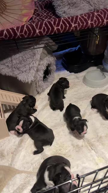 @Boston terrier puppies