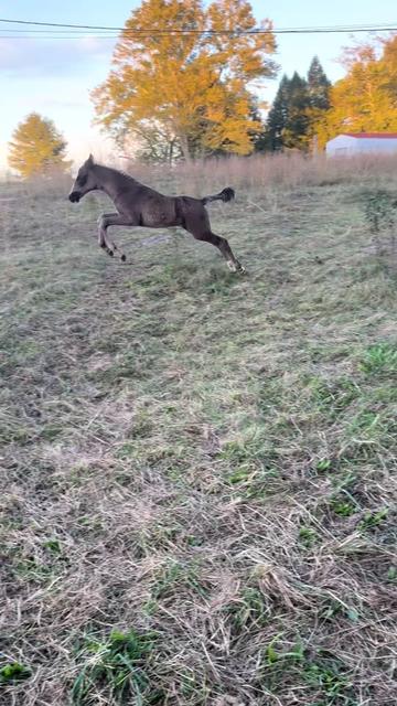 @EightyDollarStables