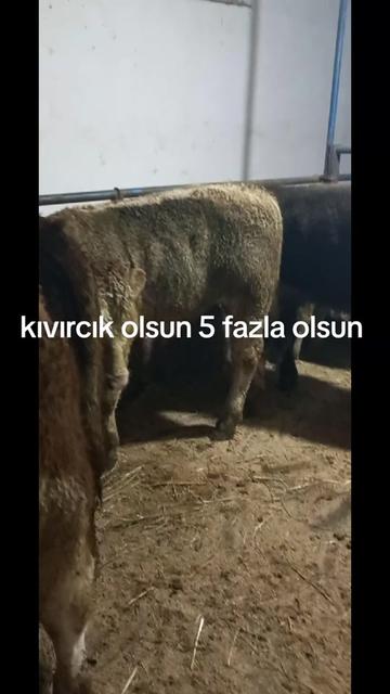 @tekin75aras2