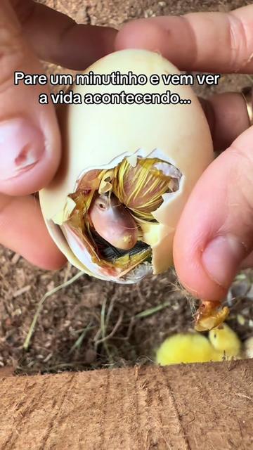 @Bia e Família 🐣