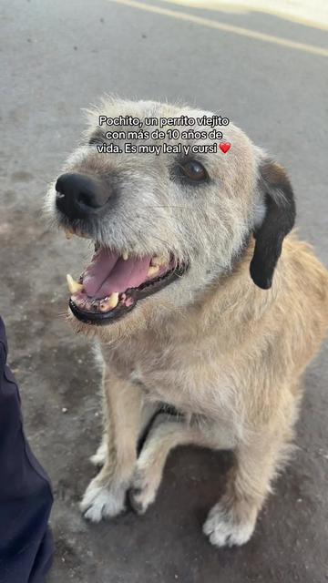 @Cabezotas 🐶