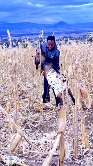 @Sirrooney The Farmer