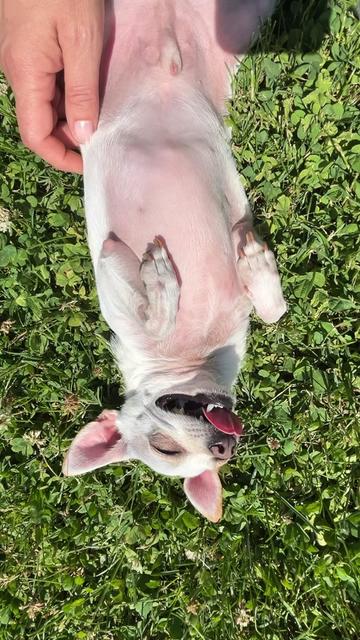 @TBD the Rescue Chihuahua