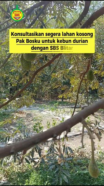 @Produksi Buah_SBS