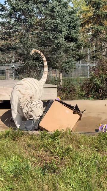 @The Wildcat Sanctuary