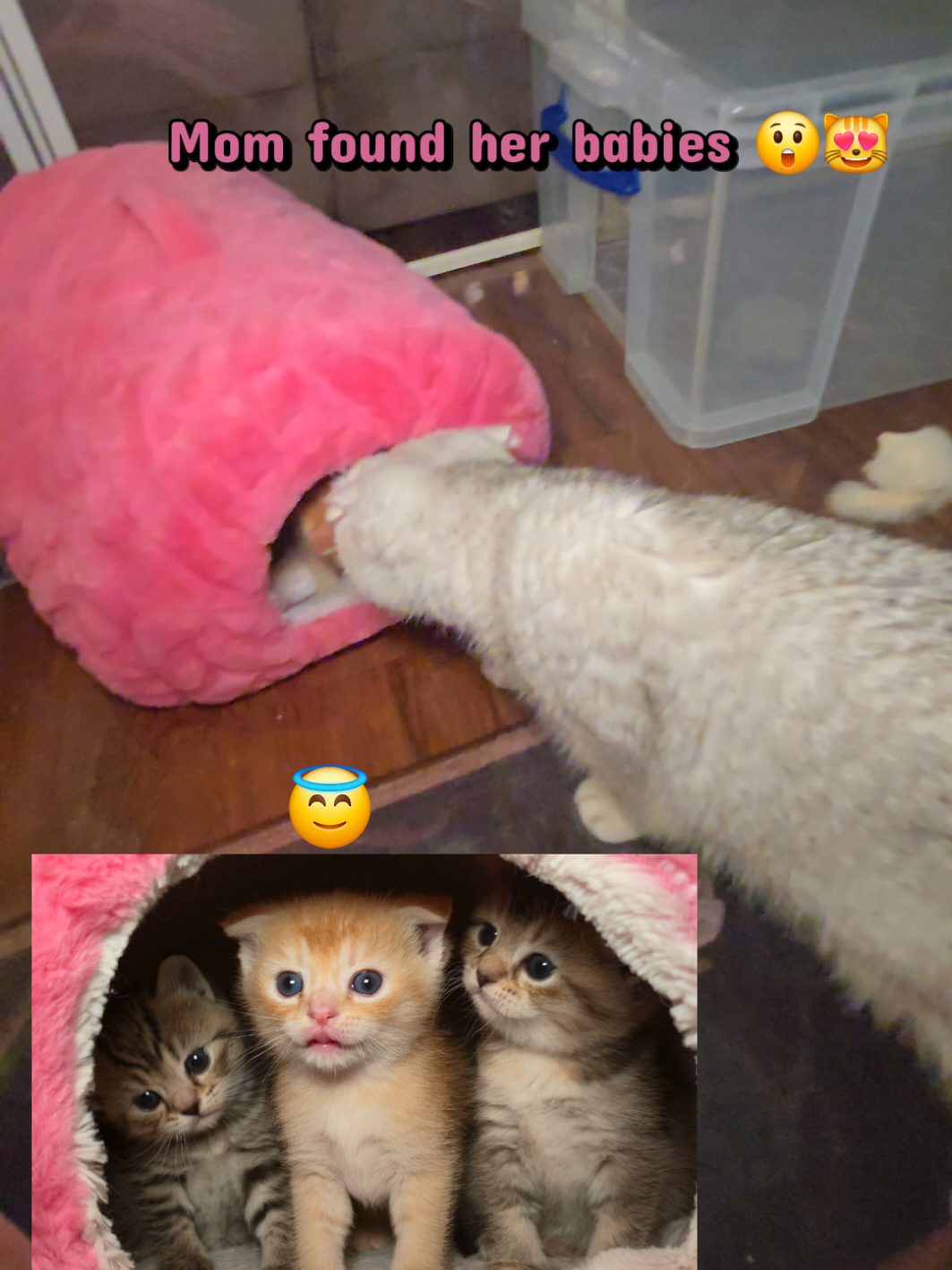 @Brittany's Beauties Kittens