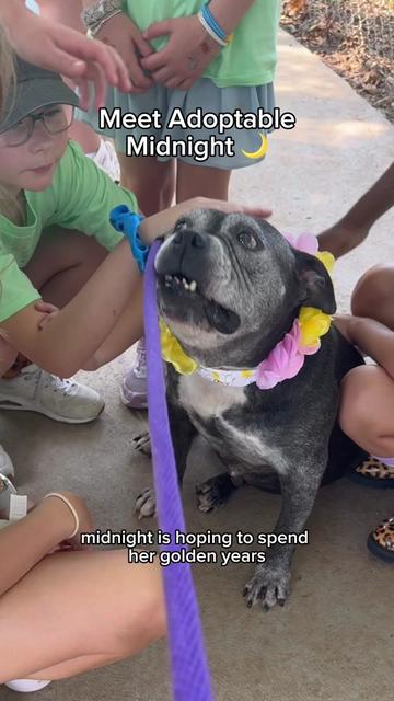 @Adopt a Pet