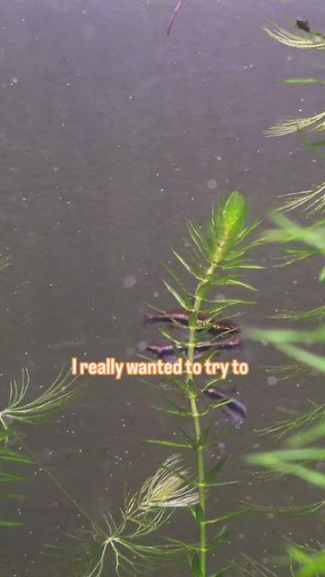 @Schalkx.Aquatics