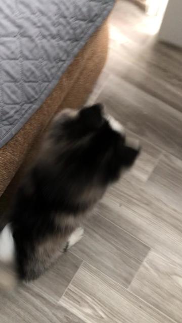 @Ontario Pomsky Puppies
