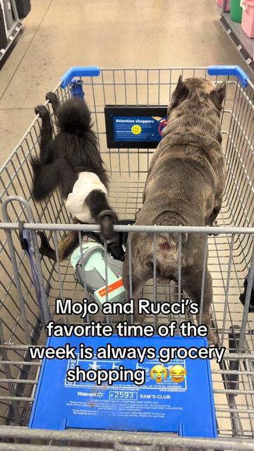@OJTV & Mojo Jojo🧡