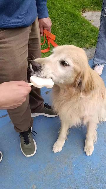 @Doggy Cream