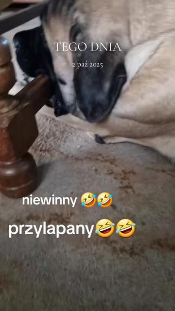 @Animal merwige fci