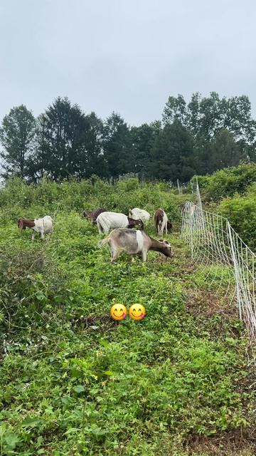 @amazingrazinggoats