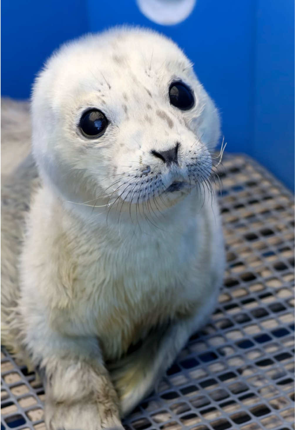 @Marine Mammal Rescue Society