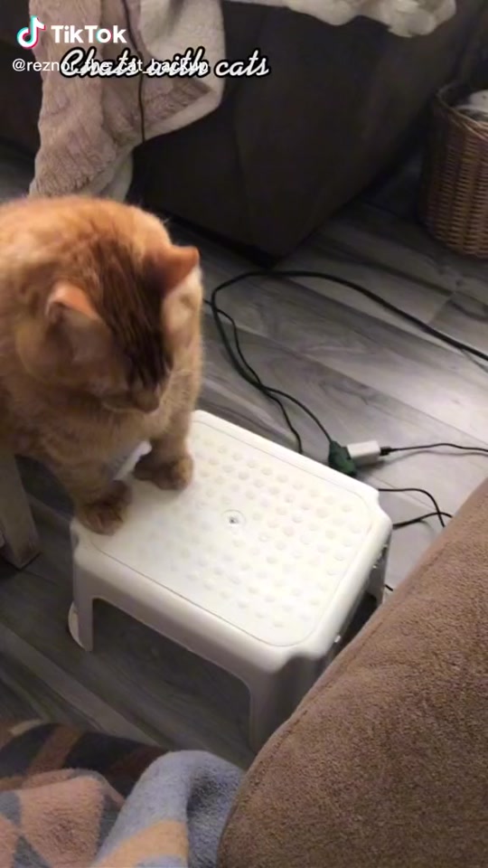 @Reznor_the_cat🪽