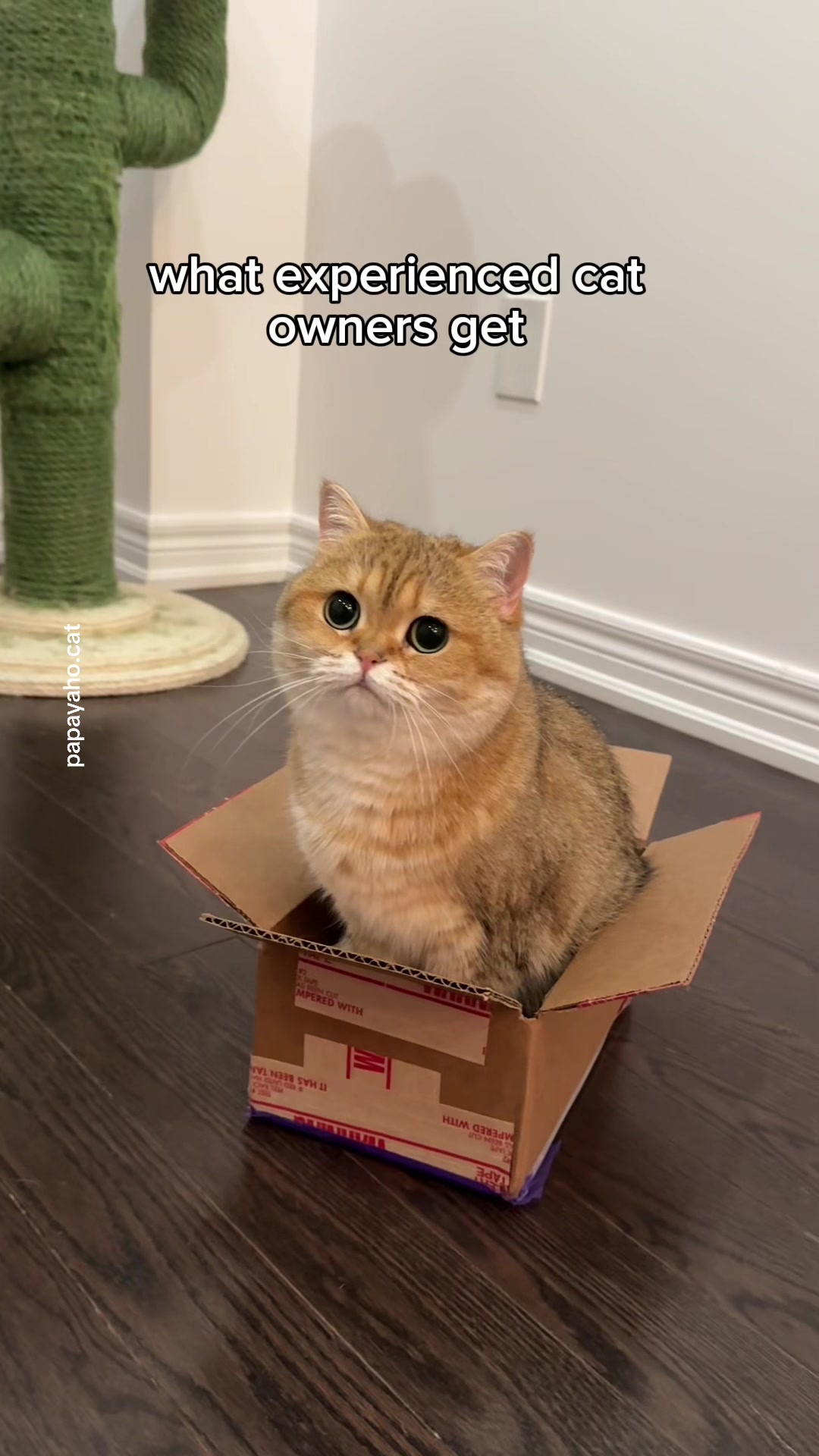 @Papaya the Cat