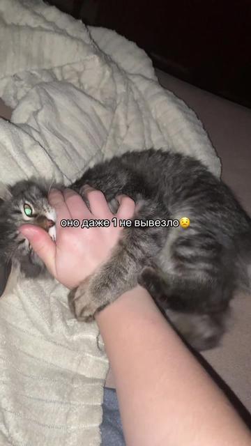@ʙᥲяᛪ༙