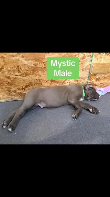 @AandMCaneCorsos