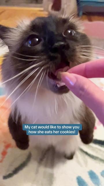 @My Cat Is People 🇨🇦