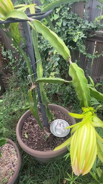 @themagicvalleygardener