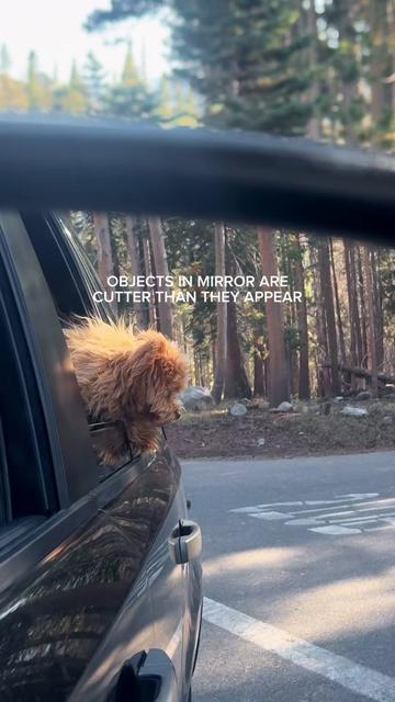 @Honey The Pomapoo 🧸