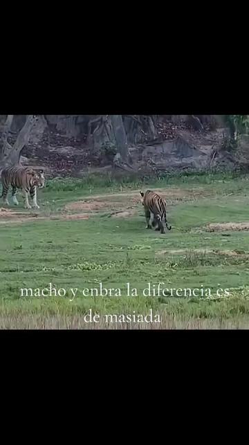 @oso