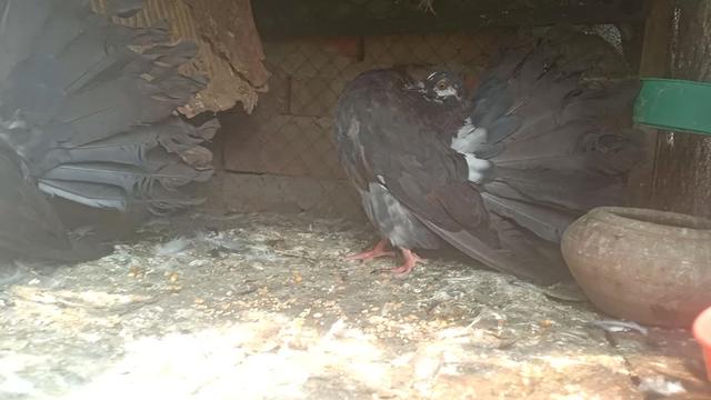 @royal birds