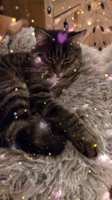 @😻Katrin&Odin 😻Modi Muddi 😻