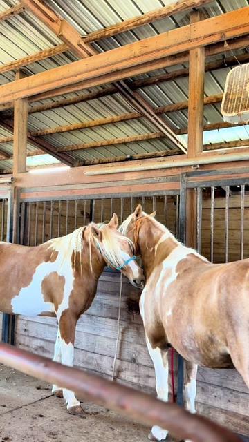 @Lucky D Ranch 🍀