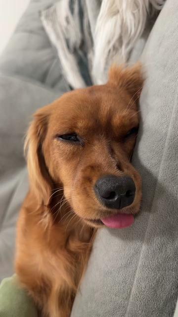 @Sage | Mini Golden Retriever
