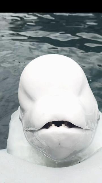 @auraful_animals