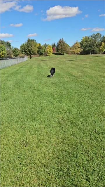 @Zedthebordercollie🇨🇦